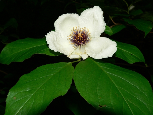 {Stewartia ovata}